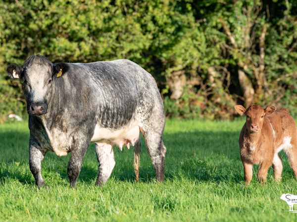 SPRINGER SALE ROSCOMMON MART - Main image