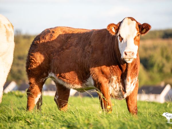 SPRINGER SALE ROSCOMMON MART - Main image