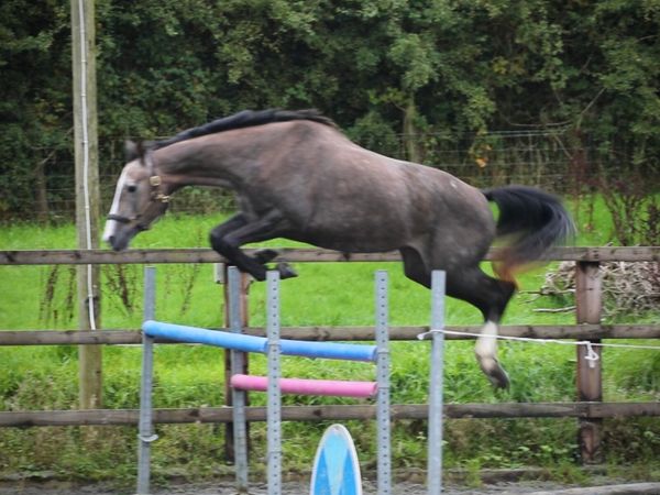 3yo Filly eventing prospect - Main image