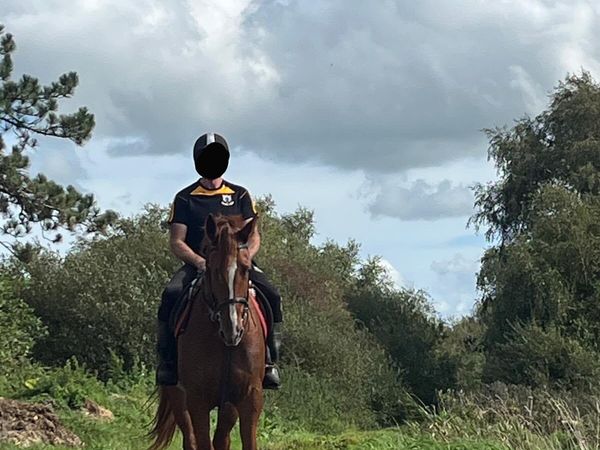 Horse - Main image