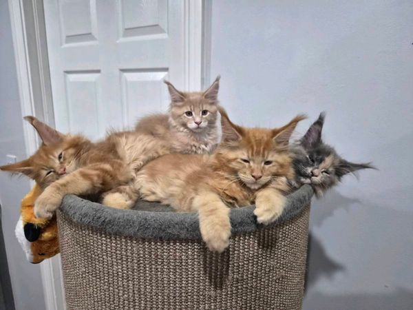 MAIN COON KITTENS 😺 - Main image
