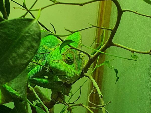 Chameleon - Main image
