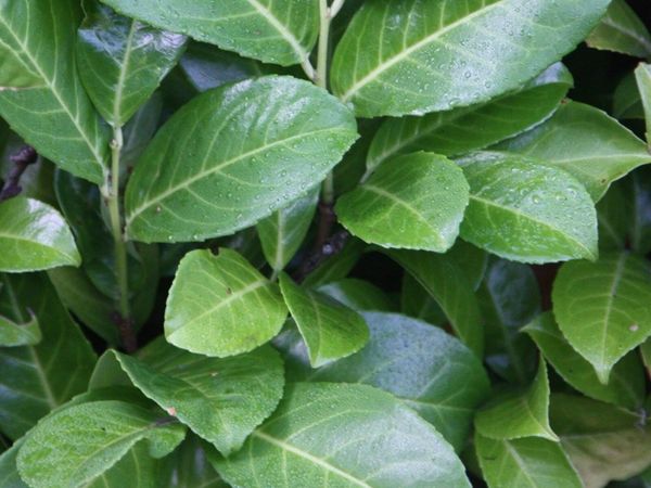 Hedging Hedging all shapes and sizes - Main image