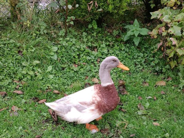 Ducks geese for sale - Main image