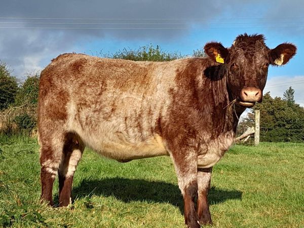 Livestock - Main image