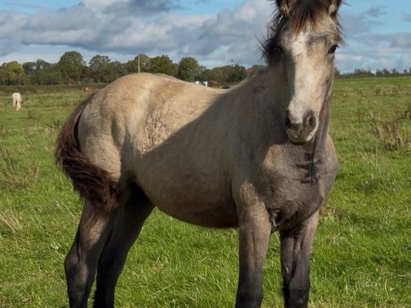 Filly foal for sale - Main image