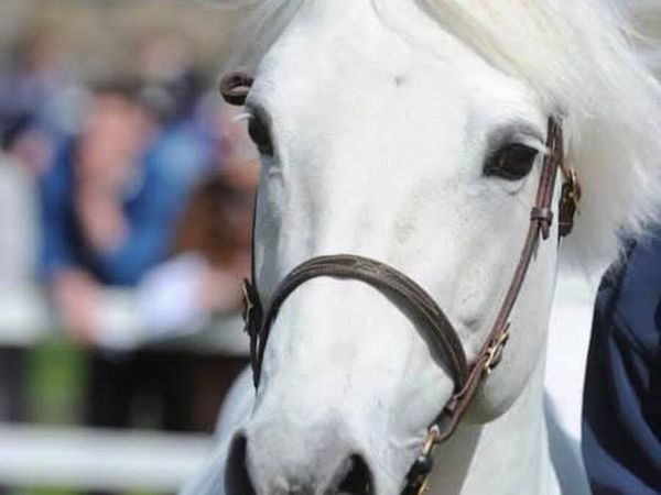 Connemara c 1 stallion by Temperbready fear bui - Main image