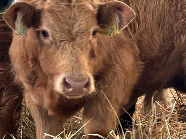 8 CONTINENTAL BULL WEANLINGS - Main image