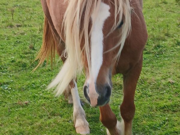 Halfbred filly rising 3yo. Will make 13.2hh - Main image