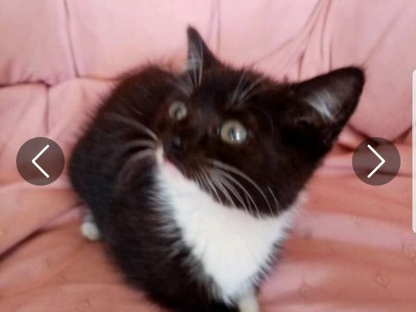 Beautiful Kittens - Main image