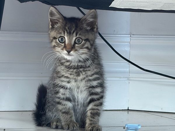Beautiful kittens *can deliver* - Main image