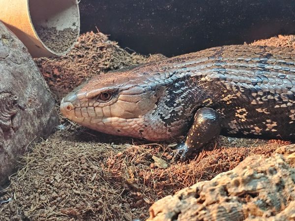 Blue toungue skink + set up - Main image