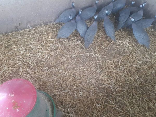 Pullets , - Main image