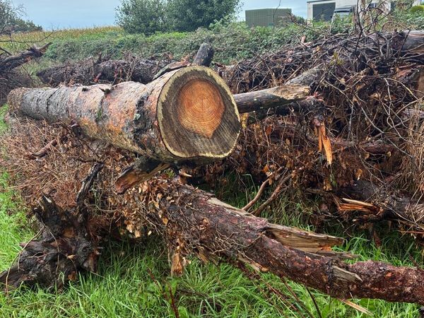 Timber - Main image