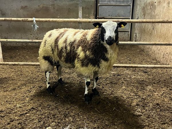 🔹super pbnr Dutch spotted ram lamb🔹 - Main image