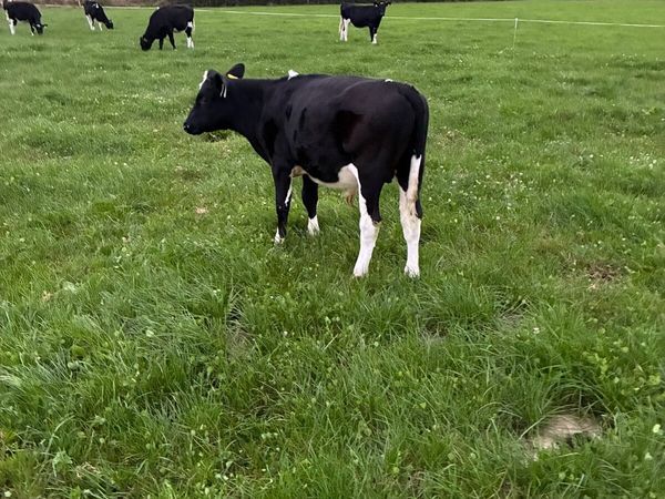 1freisan bull weanling - Main image