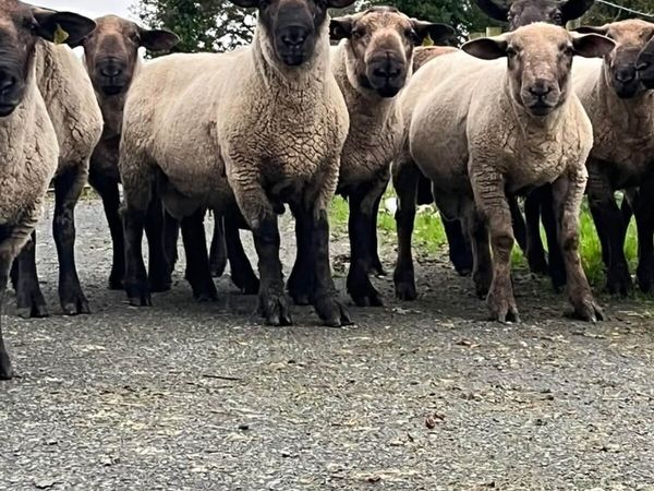 Rams - Main image
