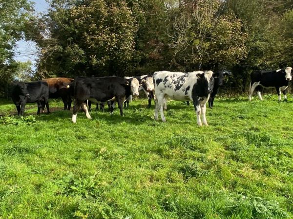 Ten good quality 400kg Store Heifers - Main image