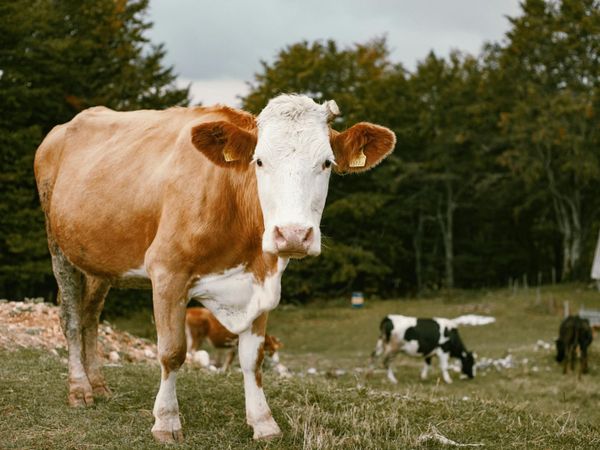 The Farmers Daughter  Farm Accounts Service - Main image