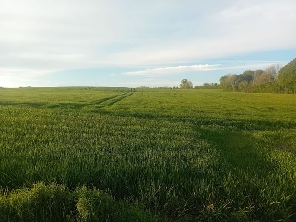 Sheep Grazing  land wanted - Main image