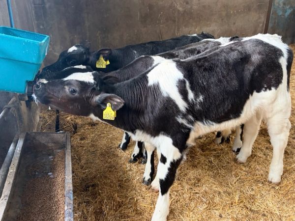 Calves - Main image