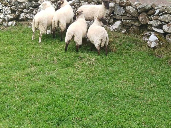 Crossbred Ewe Hoggets - Main image