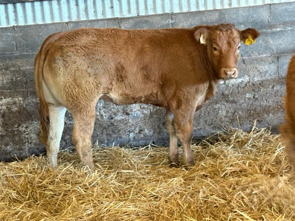 5 smashing limousine heifers - Main image