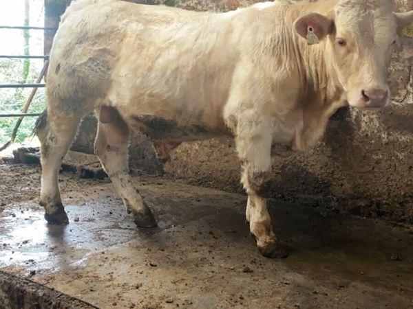 Pedigree Charolais bull - Main image