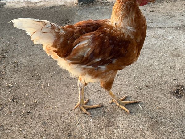 Rooster FREE - Main image