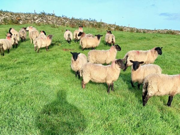 Suffolk Ewe Lambs - Main image
