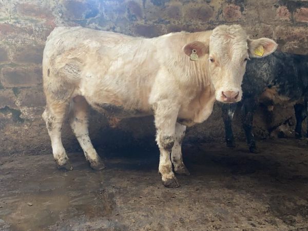 Pedigree Charolais bull for sale in Clare for €1,234 on DoneDeal