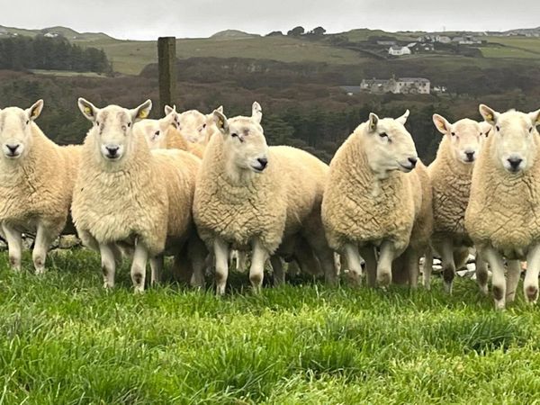 Pedigree Cheviot Rams - Main image