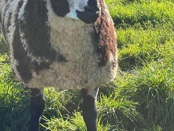 Dutch Spotted Ram - Main image