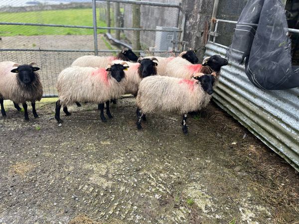 Blackfaced mountain ewe lambs - Main image