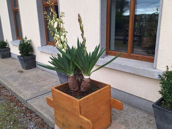 Yucca Gloriosa / palm tree - Main image