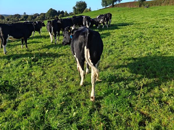 **high EBI heifers** - Main image