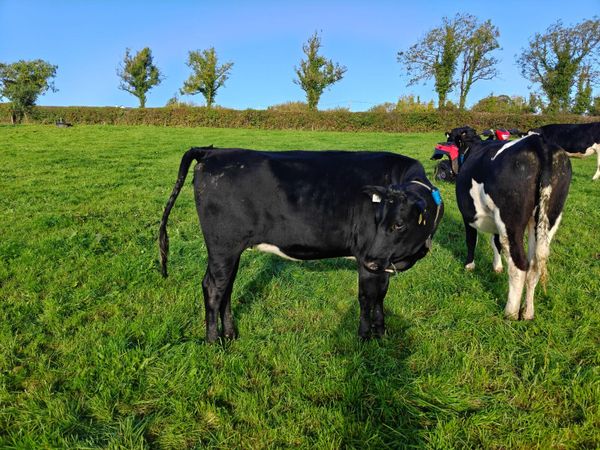 **high EBI heifers** - Main image