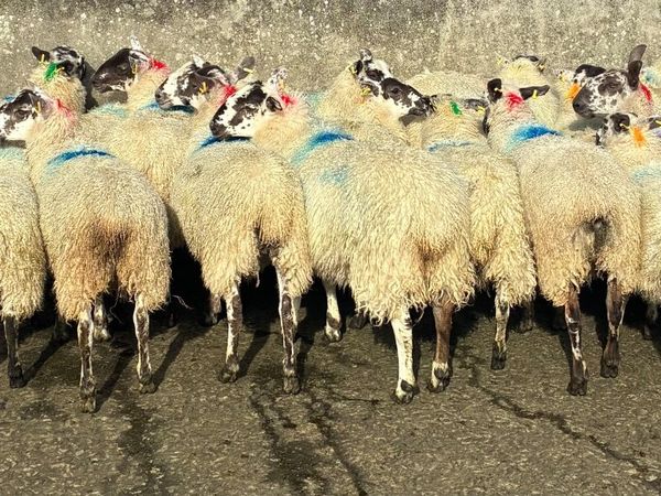 Mule Ewe Lambs for sale - Main image