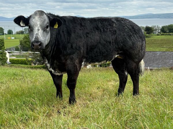 Breeding Heifers - Main image