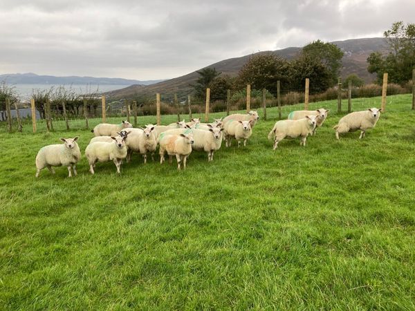 Ewe lambs - Main image