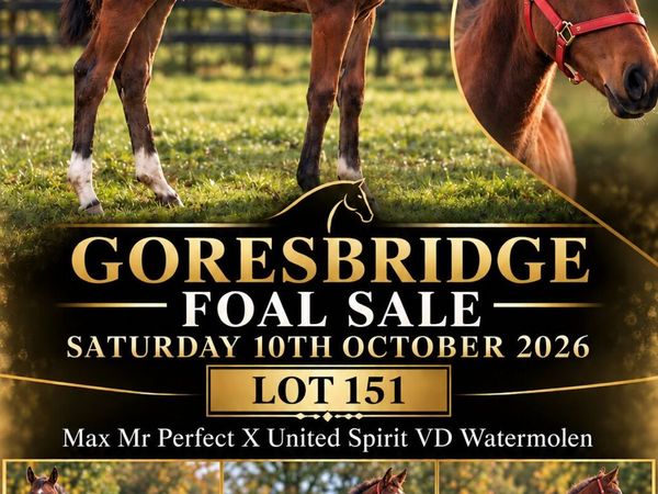 COLT Foal X United Spirit VD Watermolen - Main image