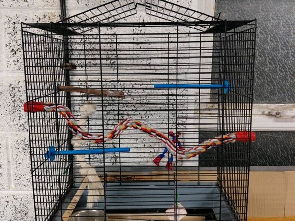 Budgies - Main image