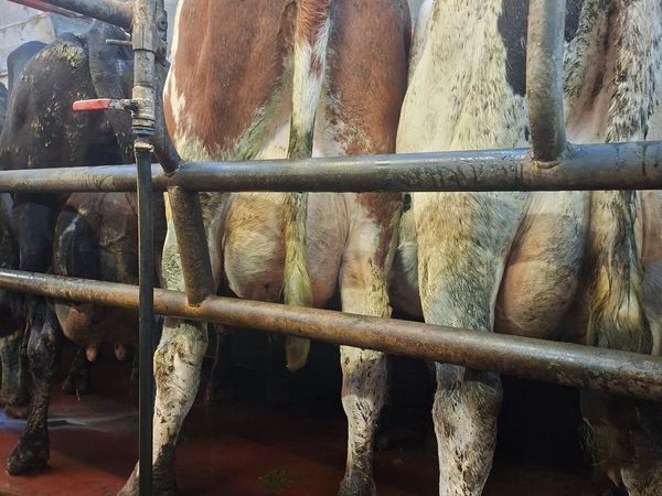 Empty milking cows - Main image