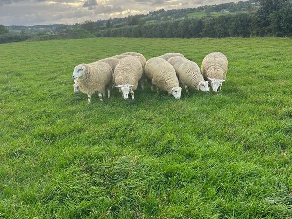 Purebred belclare ram lambs - Main image