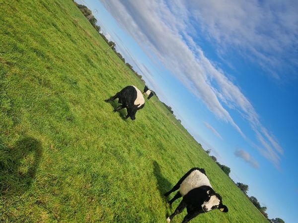 Organic Cattle - Main image