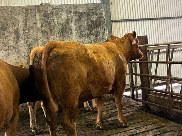 ⭐️3 In Calf Limousin Heifers⭐️ - Main image