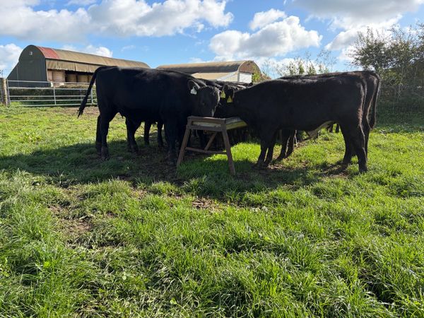 Aberdeen Angus Bulls and Heifers - Main image
