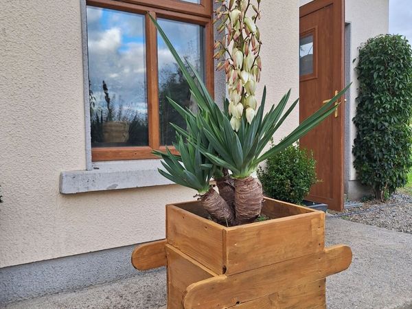 Yucca Gloriosa  / Palm tree x 3 - Main image