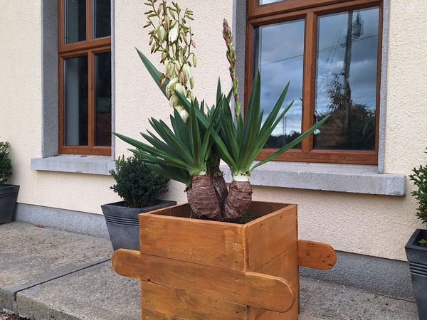 Yucca Gloriosa  / Palm tree x 3 - Main image