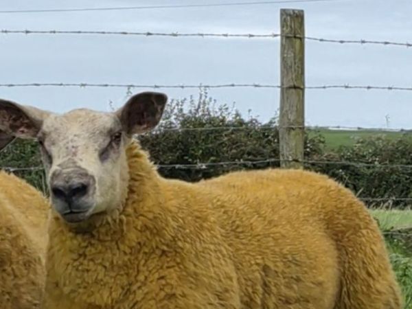 Ram Lamb - Main image
